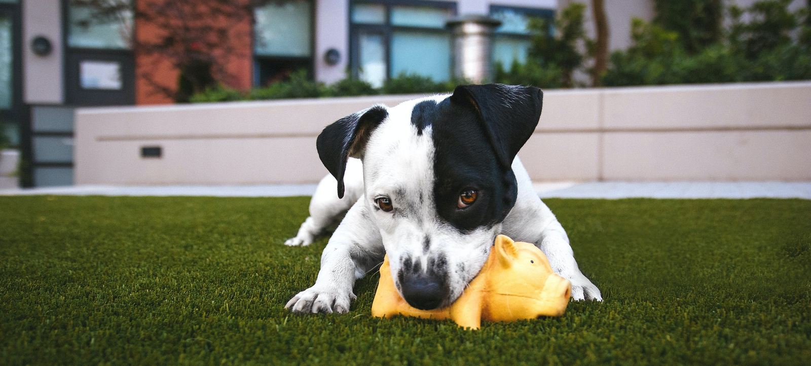 Doggy day care freshturf