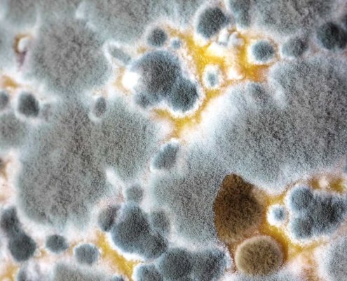 The dangers of mould in the home