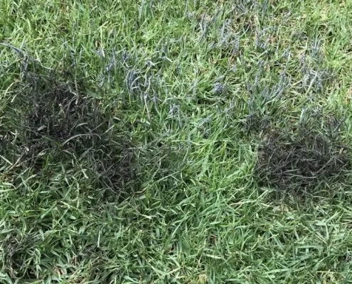 Slime molds on artificial grass webp