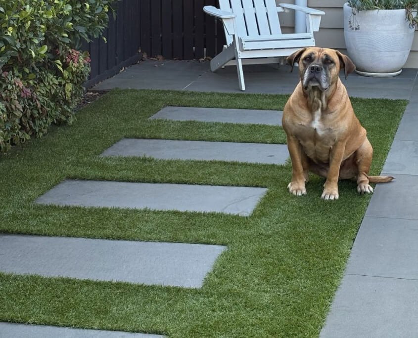 Turfglo best artificial grass cleaning company pet friendly australia
